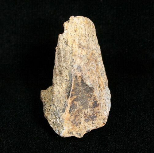 Triceratops Tooth With Partial Root - #4452